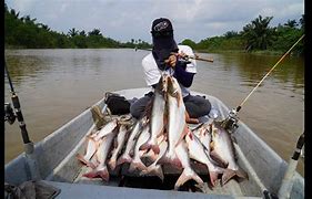 Umpan Untuk Mancing Ikan Patin Di Sungai